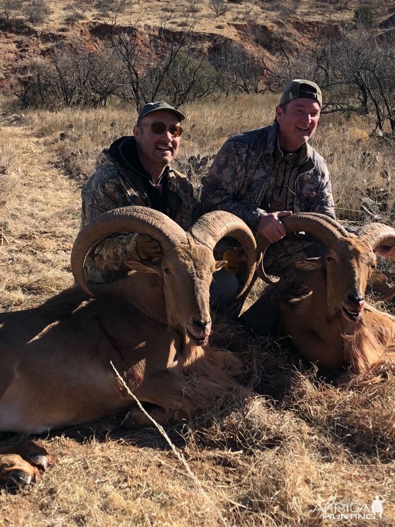 Texas USA Hunt Aoudad