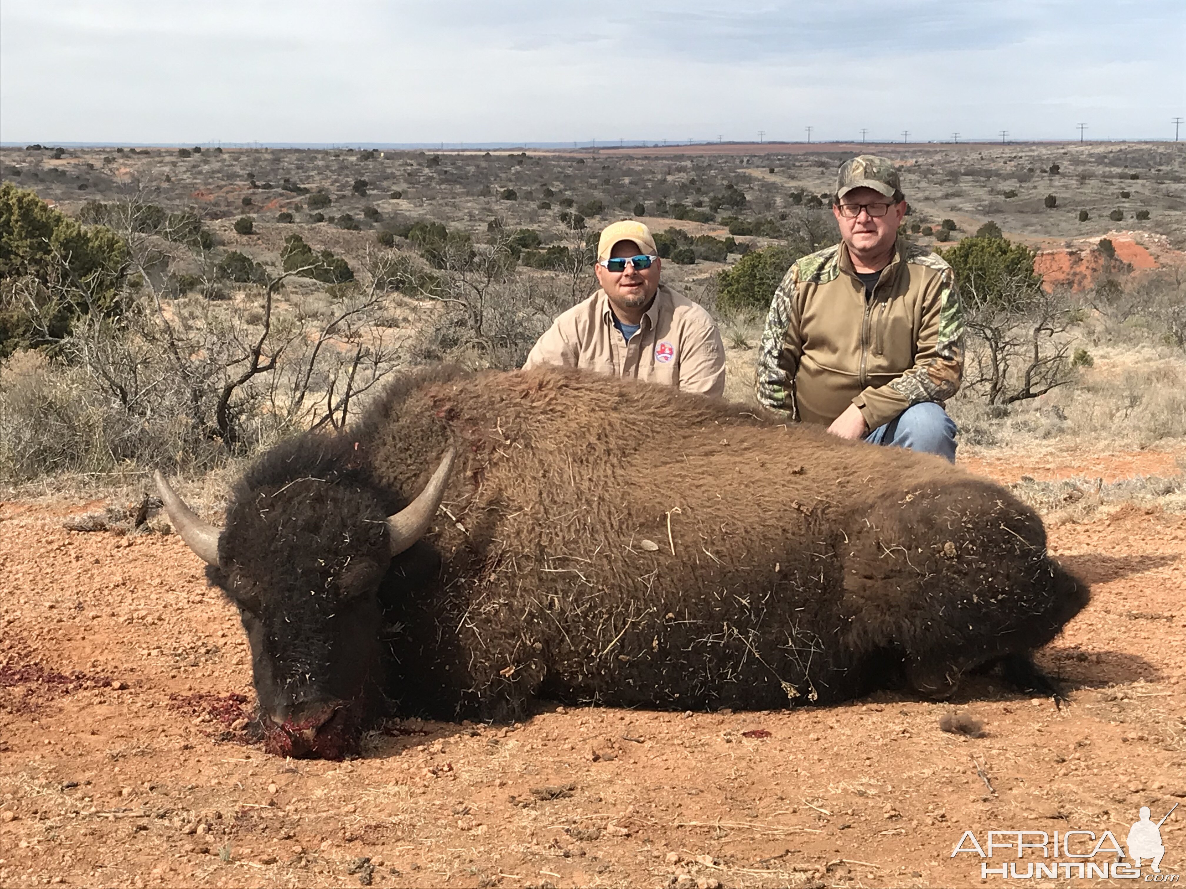 Texas USA Hunt Bison