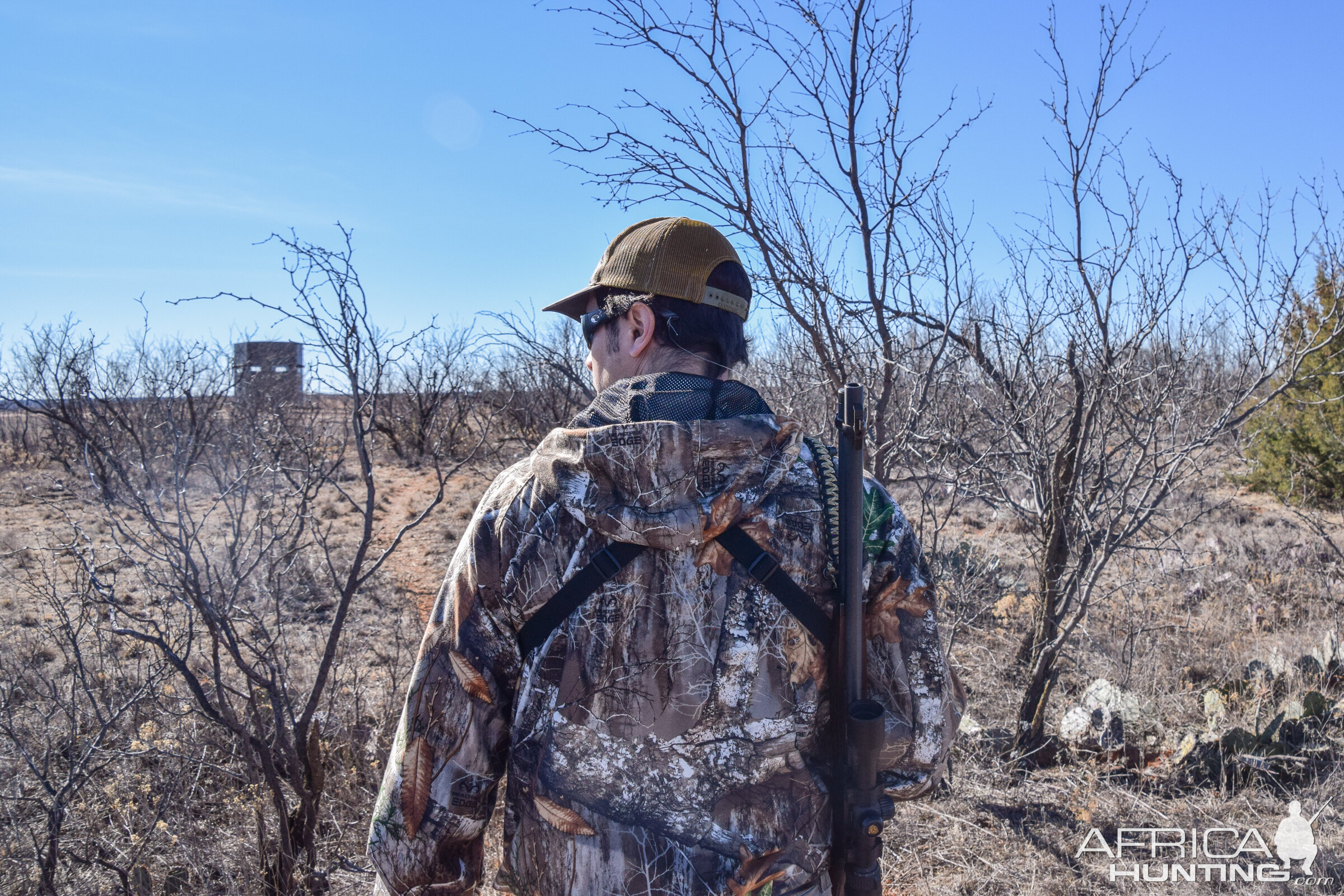 Texas USA Hunt Bison