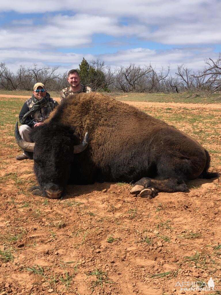 Texas USA Hunt Bison