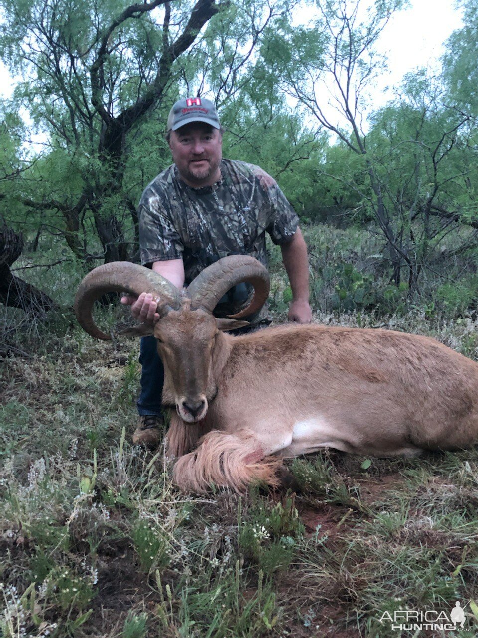 Texas USA Hunt Corsican Ram