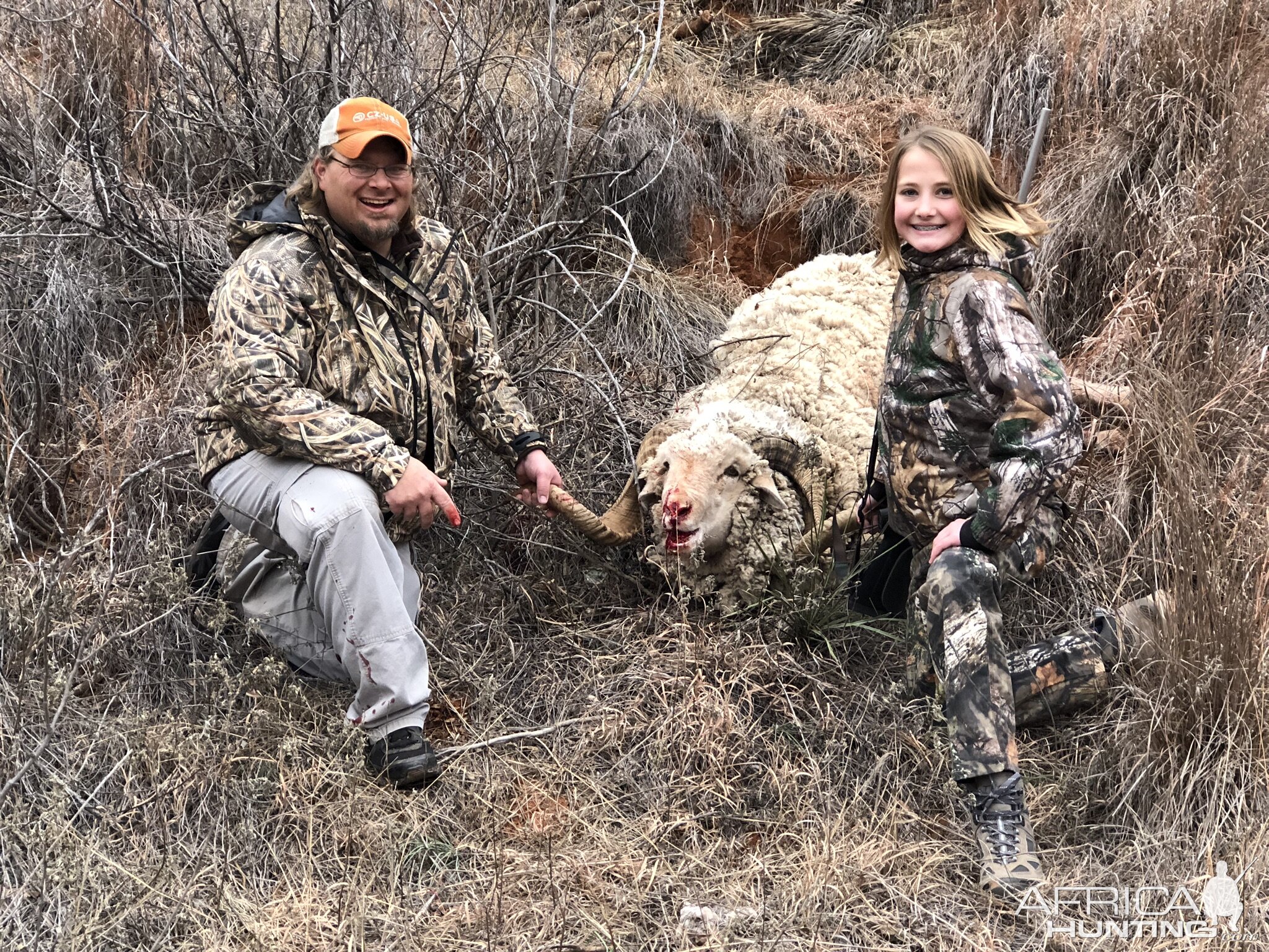 Texas USA Hunt Merino Sheep