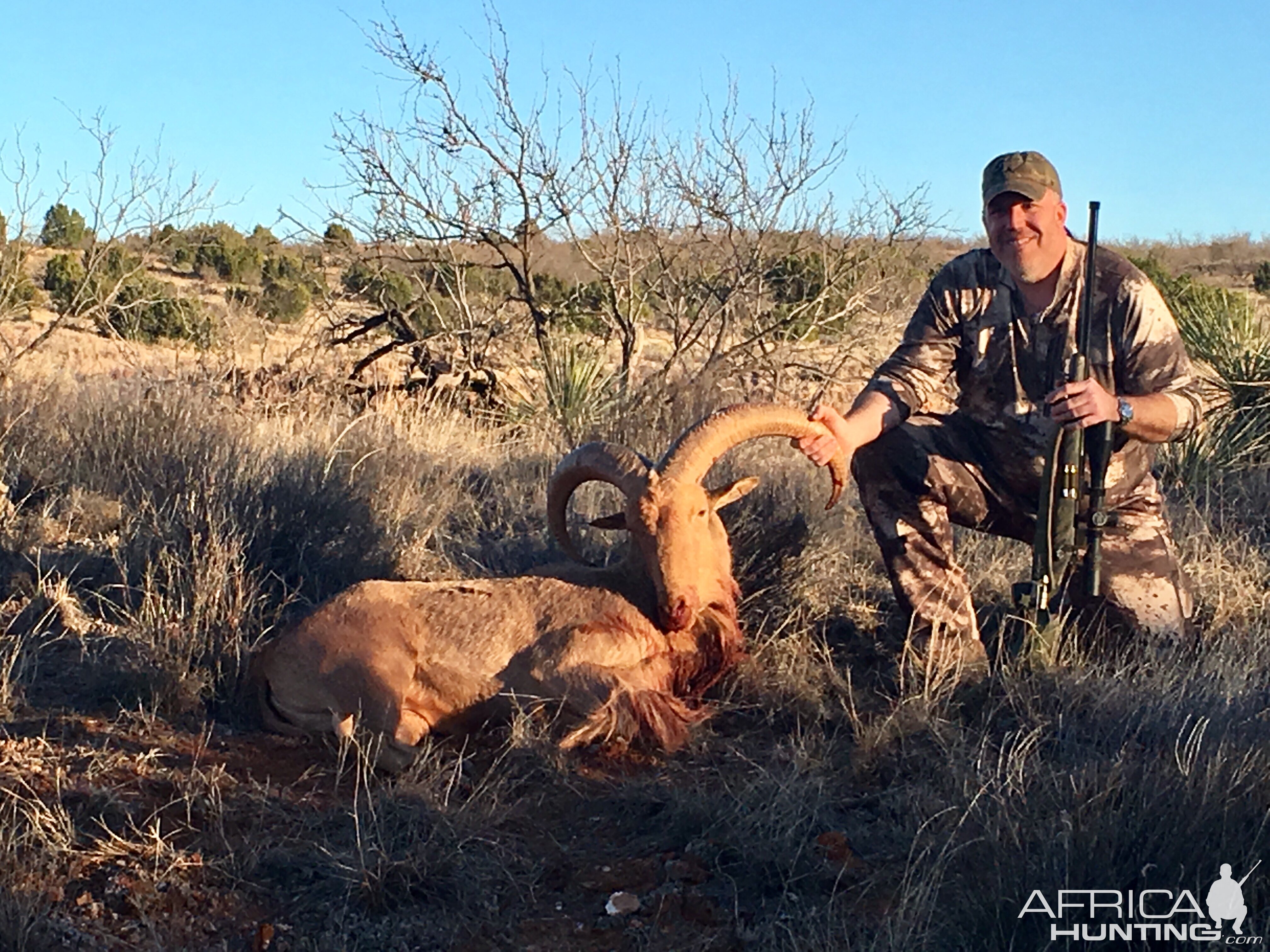 Texas USA Hunting Aoudad