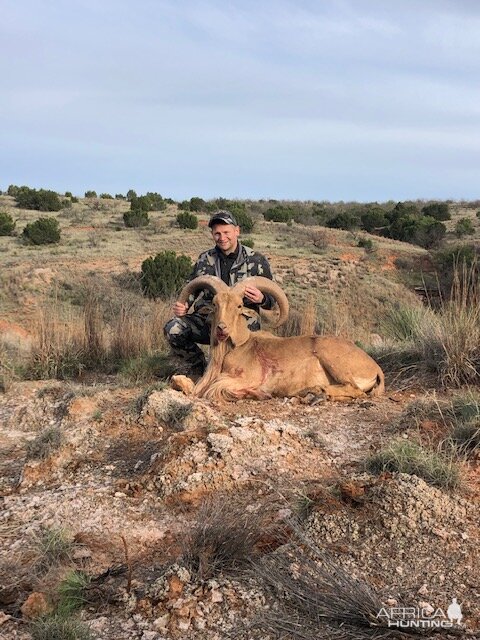 Texas USA Hunting Aoudad