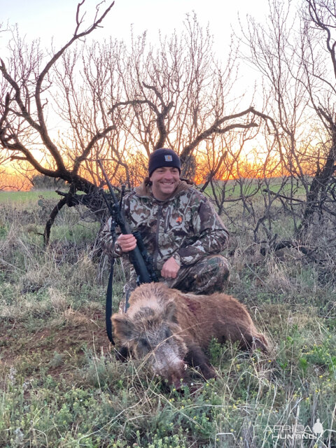 Texas USA Hunting Eurasian Boar