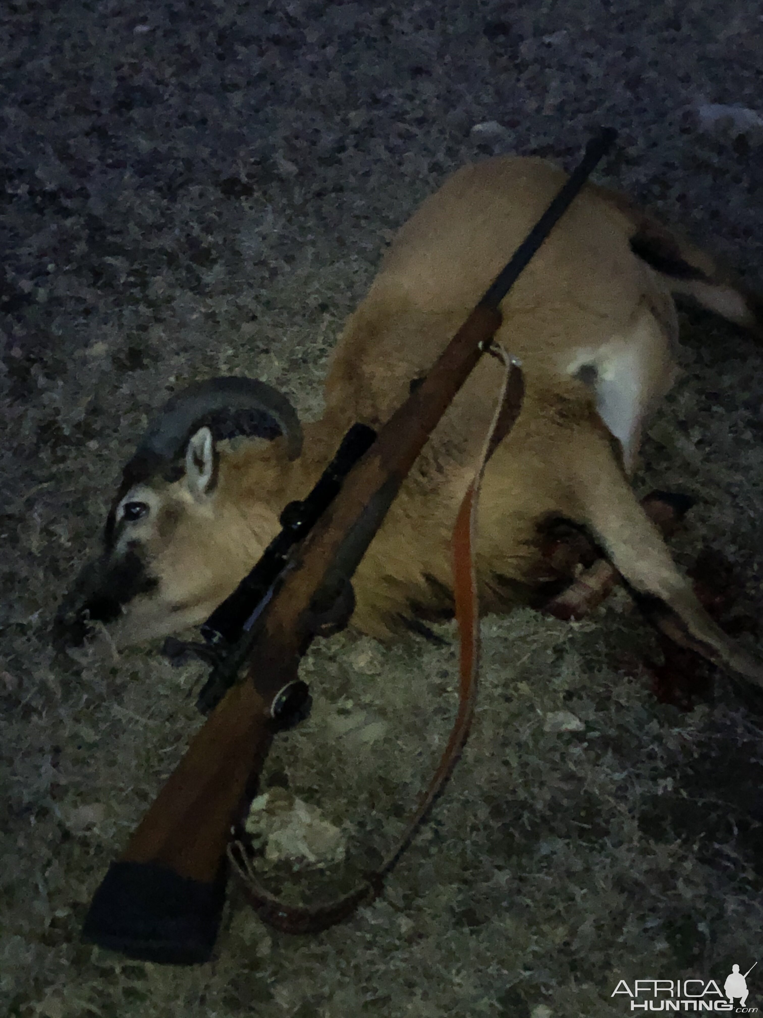 Texas USA Hunting Ram