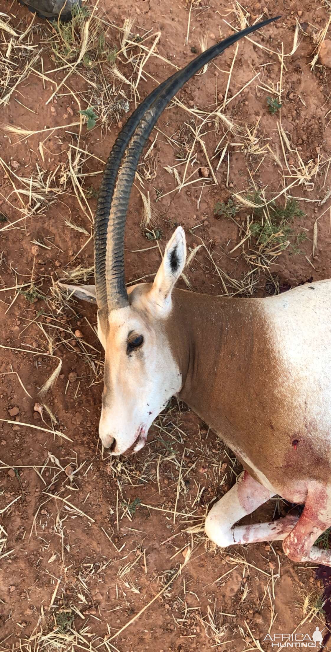 Texas USA Hunting Scimitar Oryx