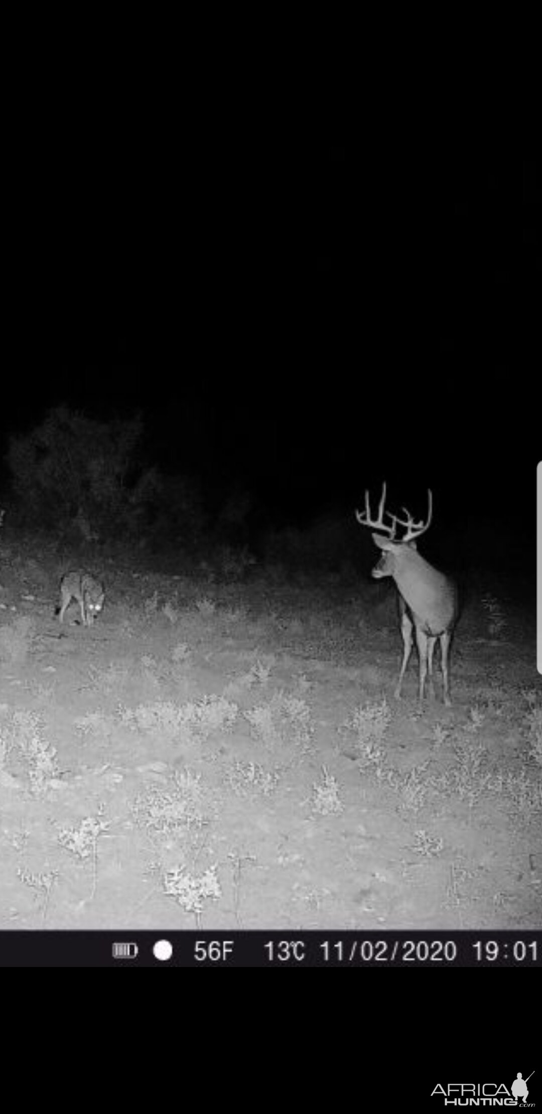 Texas USA Trail Cam Pictures White-tailed Deer