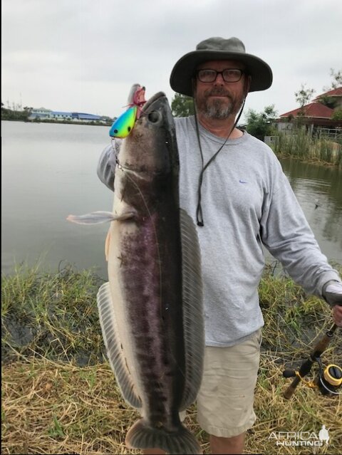 Thailand snakehead