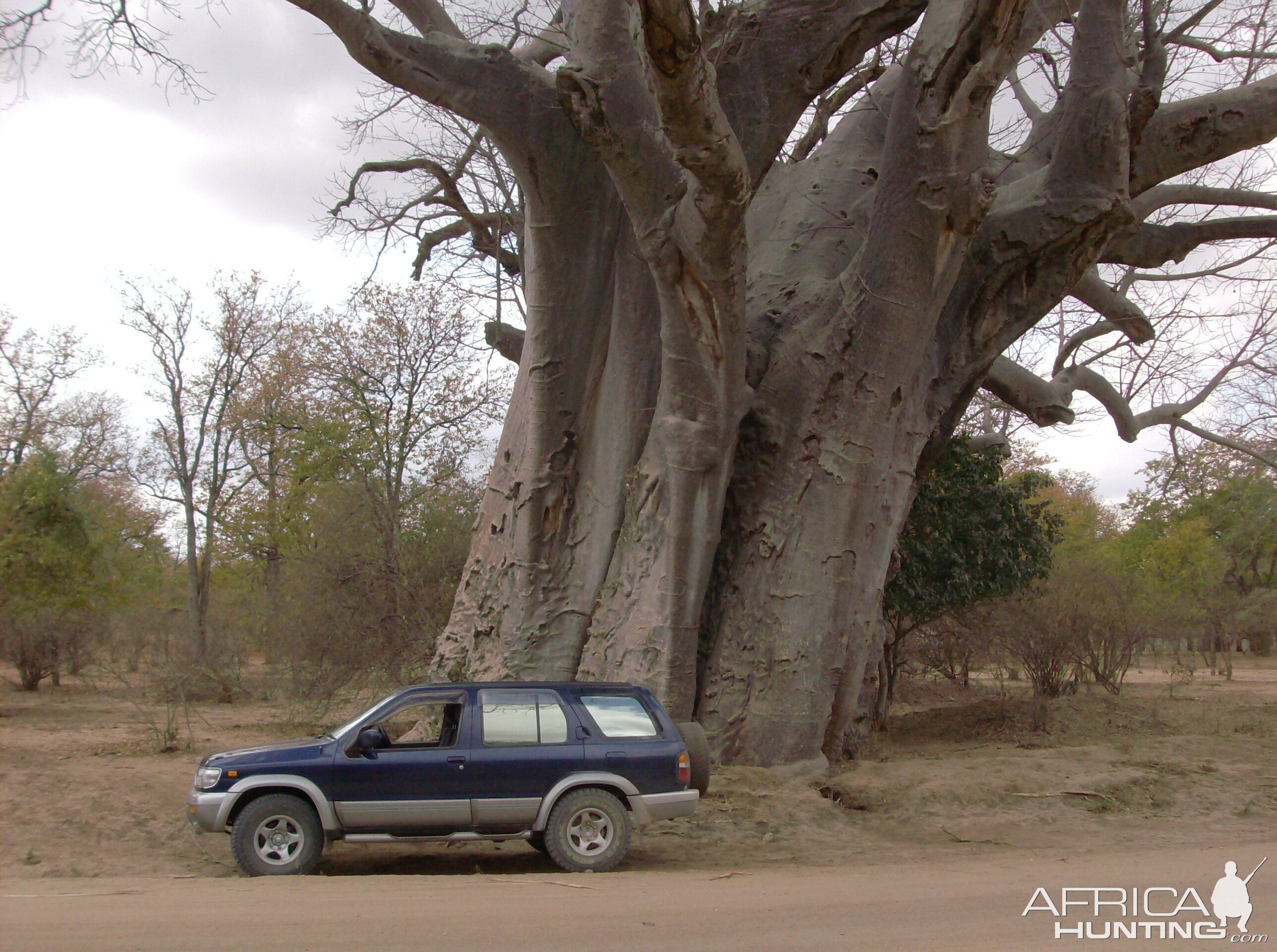 That's what I call a big tree!