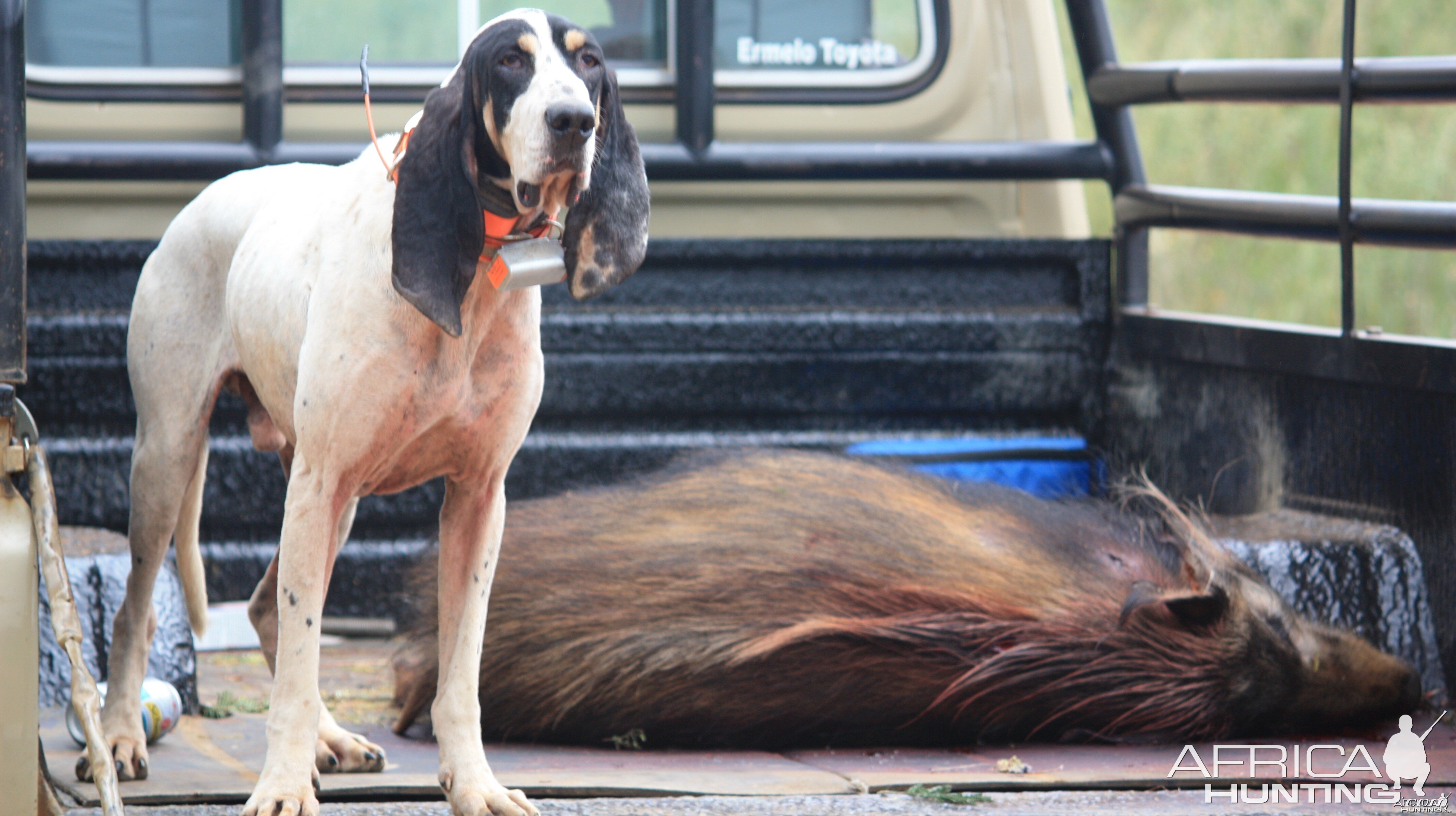 The art of hunting over hounds