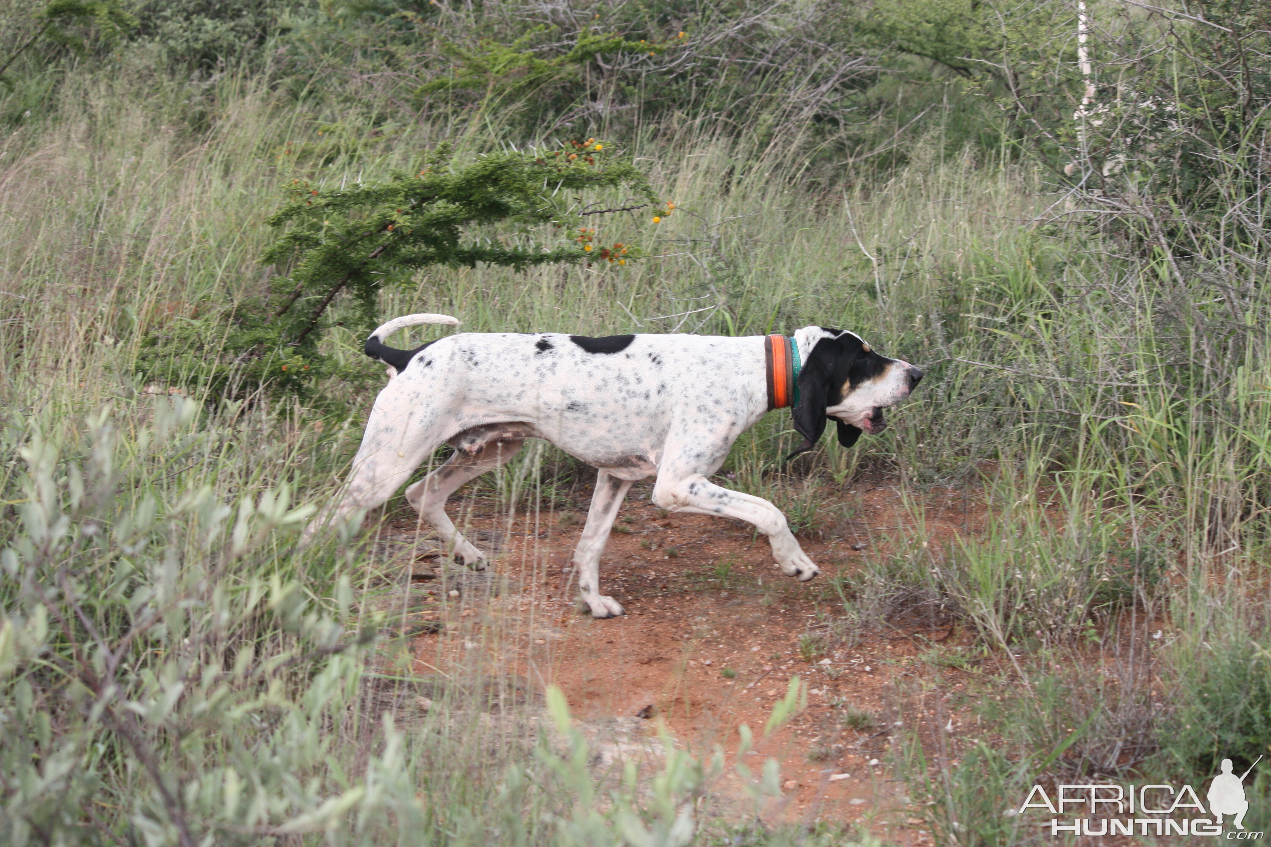 The art of hunting over hounds