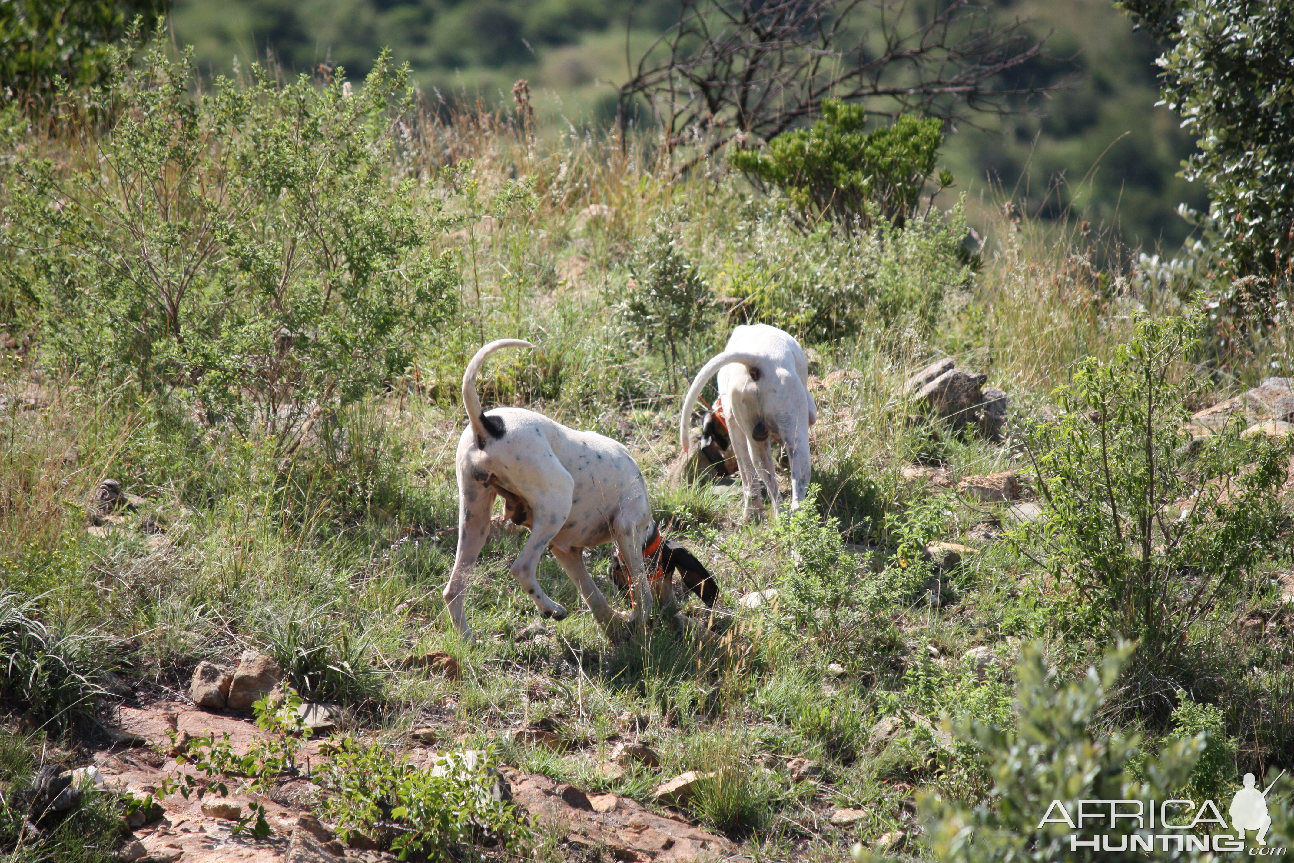 The art of hunting over hounds