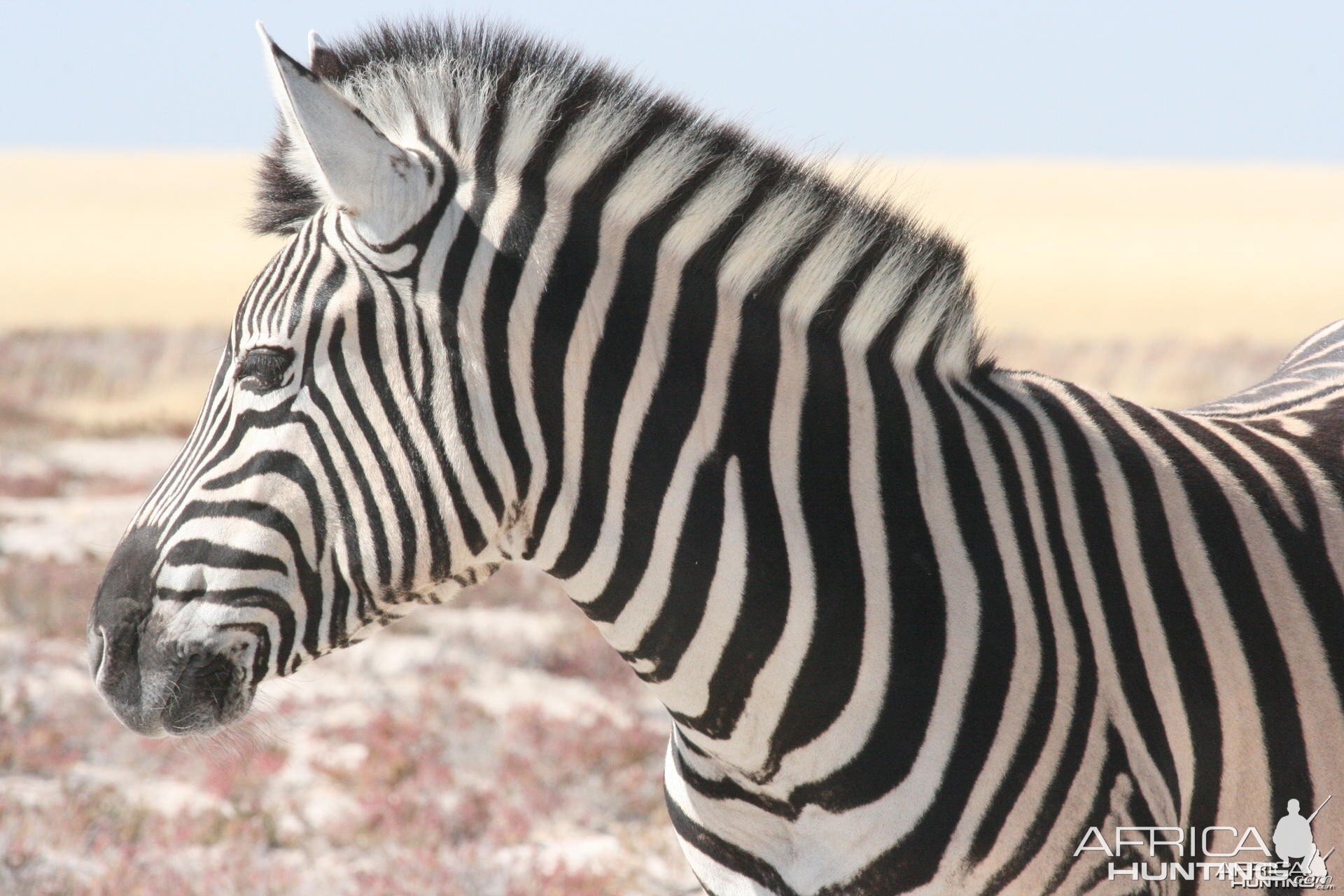 The beauty of safari in Africa