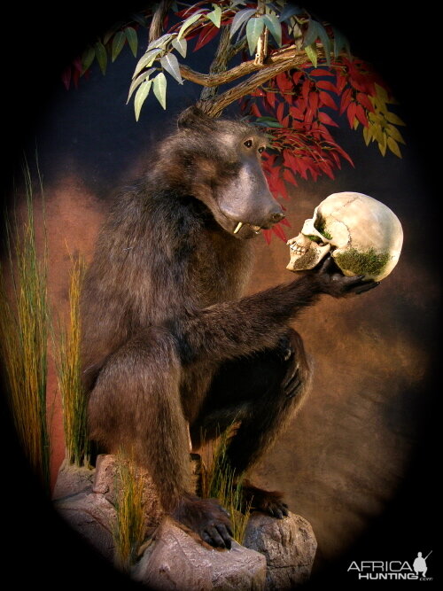 The Darwin Thinking Baboon