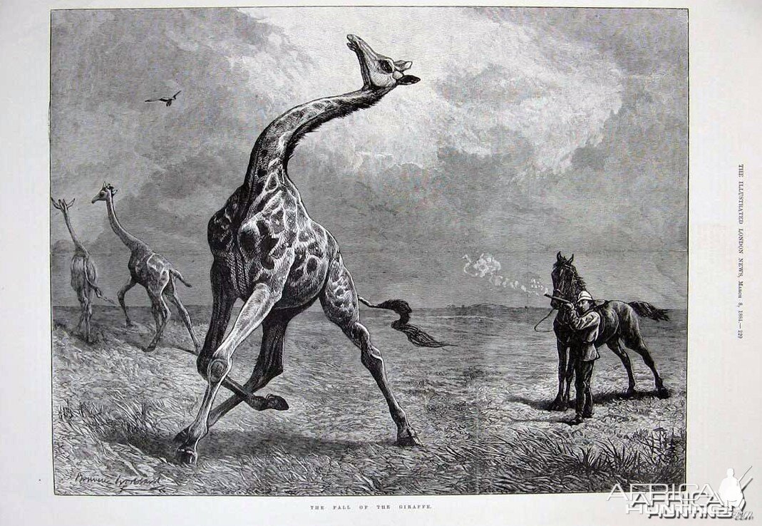 The fall of the Giraffe