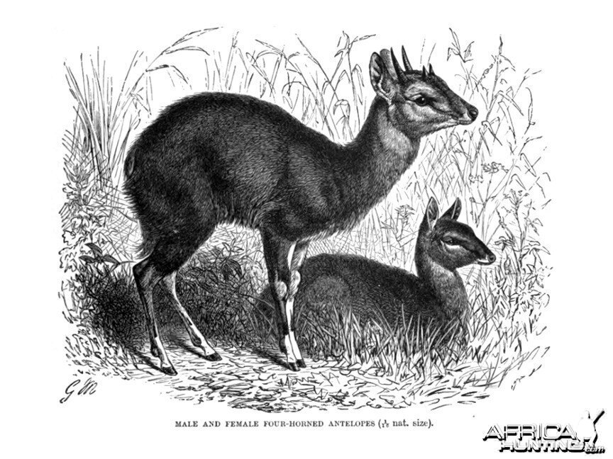 The Four-horned Antelope, Chousingha, from India