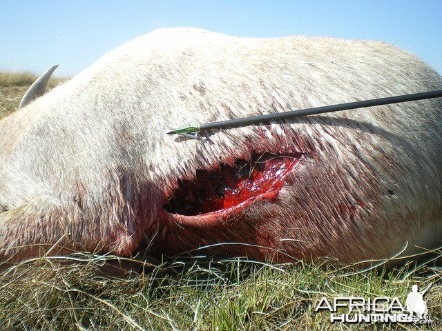 The gash left by the 130gr 4-blade Muzzy on entry