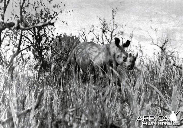 The great square-nosed rhino of the Lado