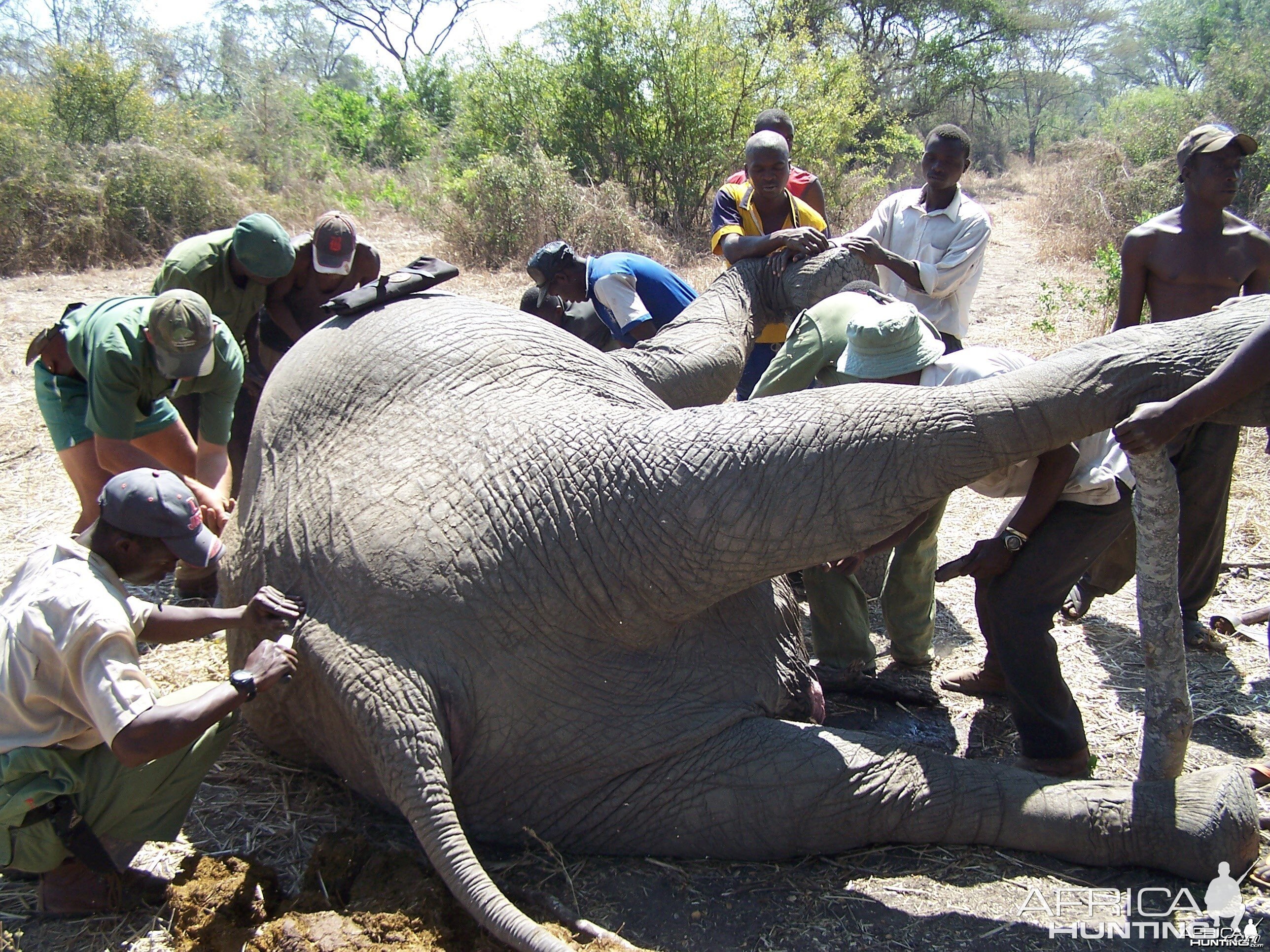 The hard work of butchering Elephant begins