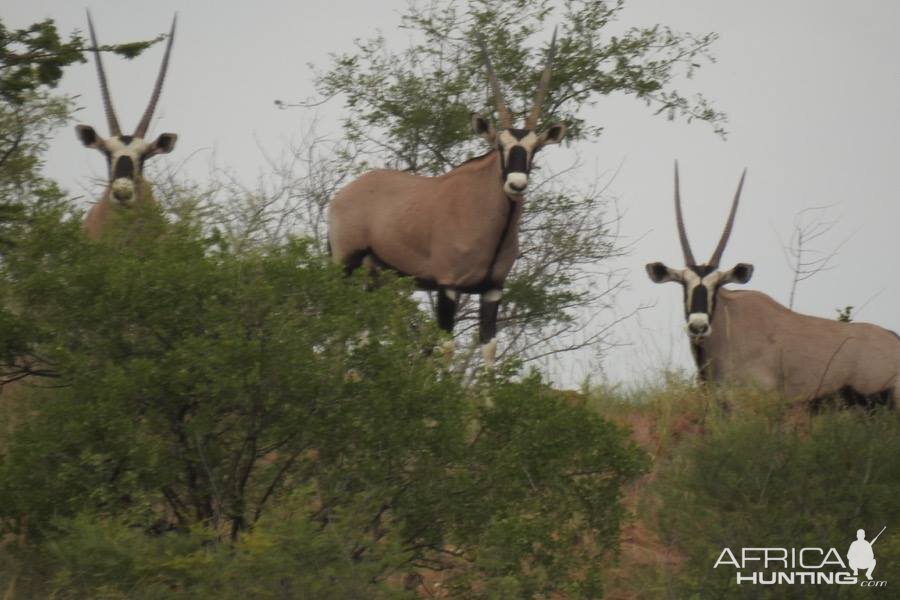 The magnificent Oryx or Gemsbok