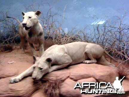 The Man Eating Lions of Tsavo