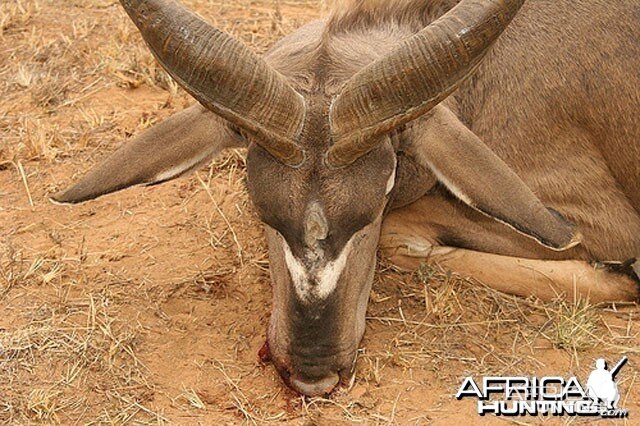 The old boy had a third horn in the middle of his forehead