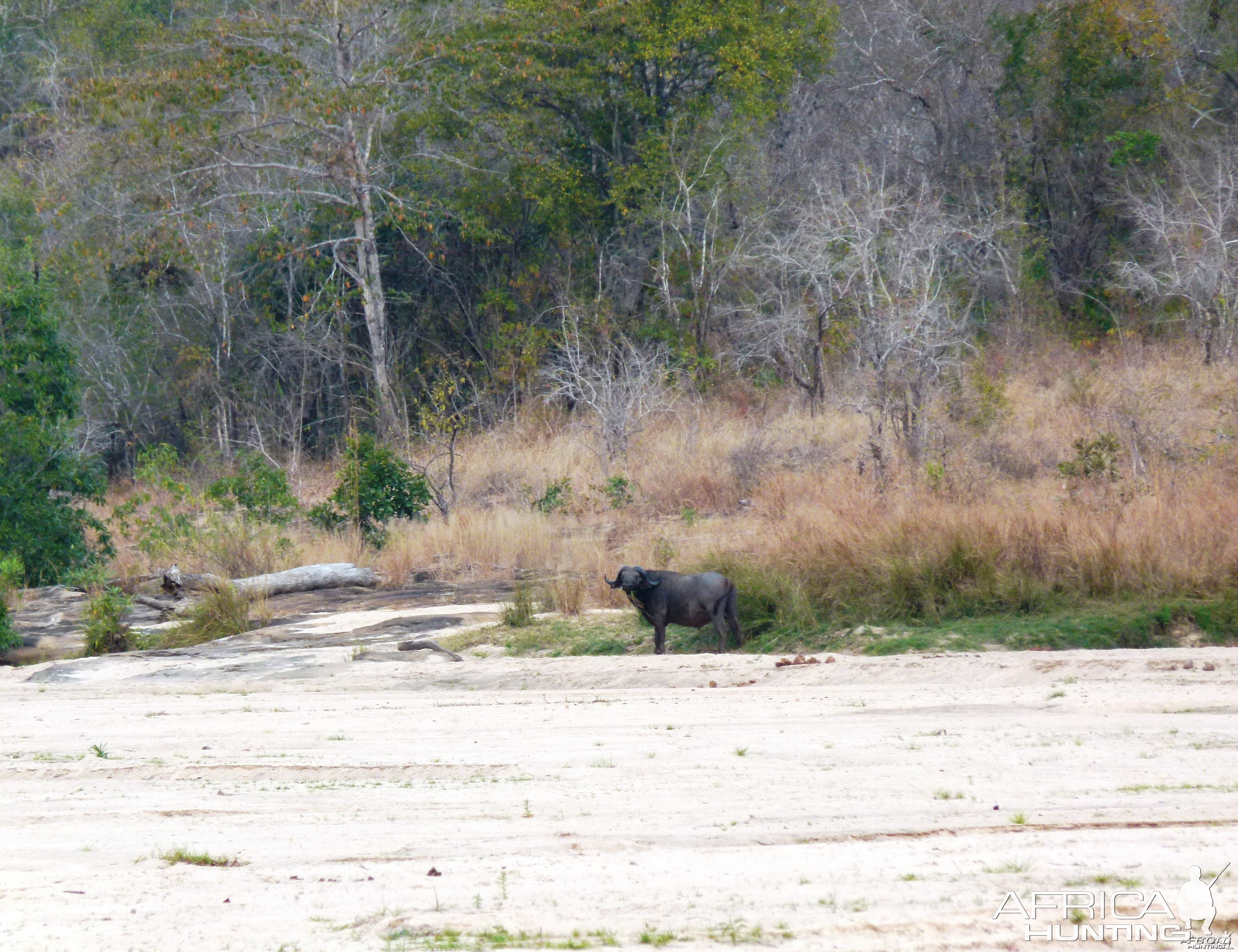 The old Buffaloes that we cherish, clever, cunning and evil... Tanzania