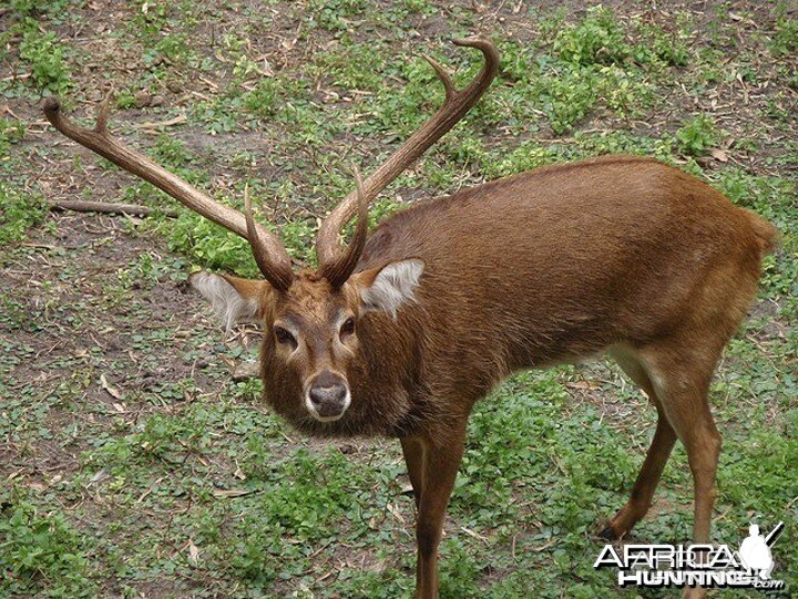 The Sangai (Cervus eldi eldi), Indian Bow-Antlered Deer from Southeast Asia