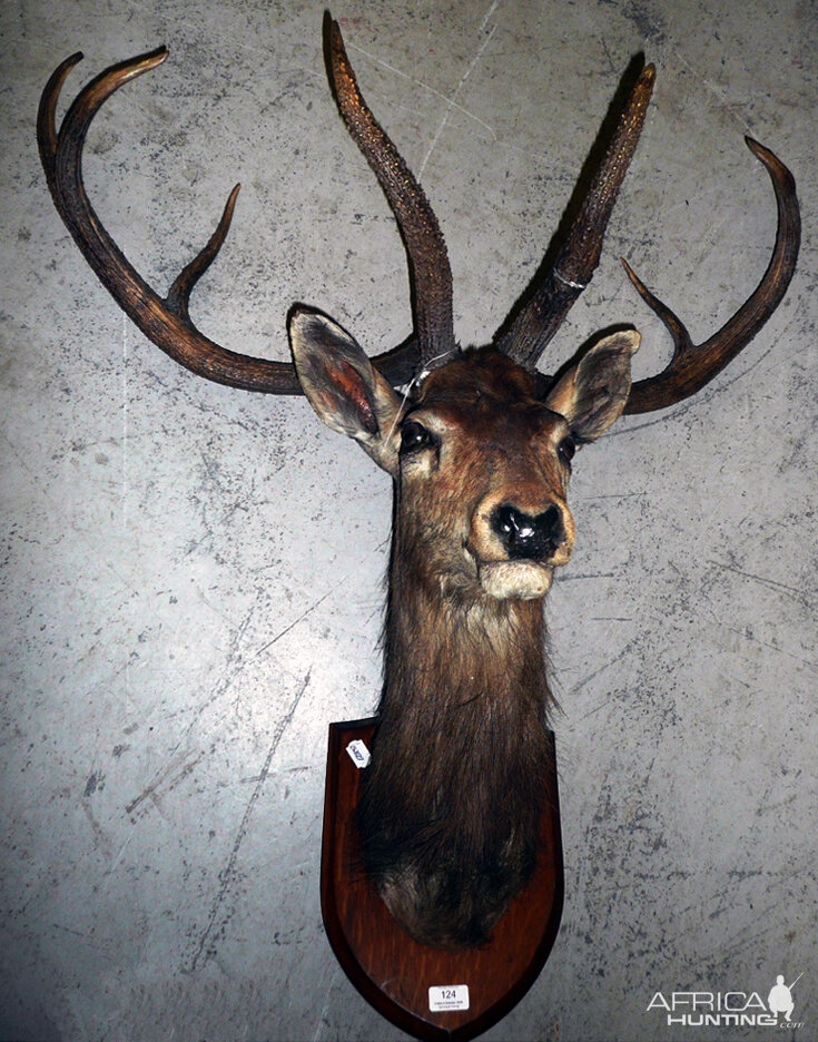 The Sangai (Cervus eldi eldi), Indian Bow-Antlered Deer from Southeast Asia