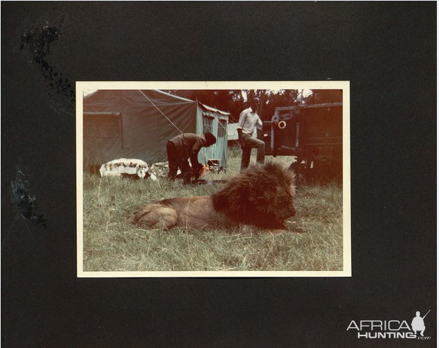 The 'Shaw and Hunter Trophy' lion that was guided by PH, Tony Seth-Smith, in Kenya in 1971. (trophy pic)