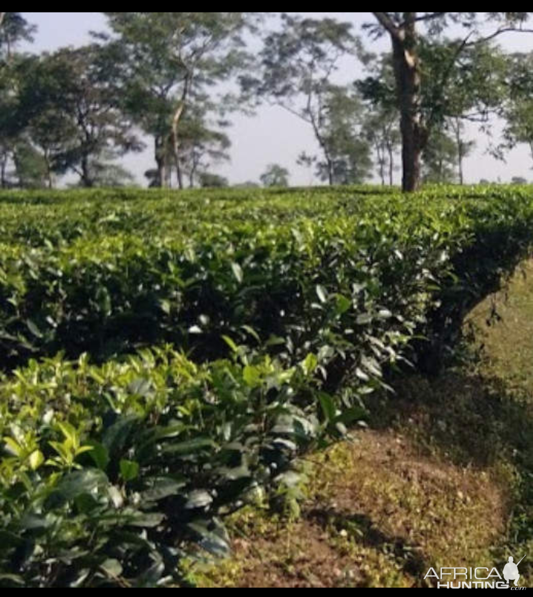 The Syedabaad Tea Estate India