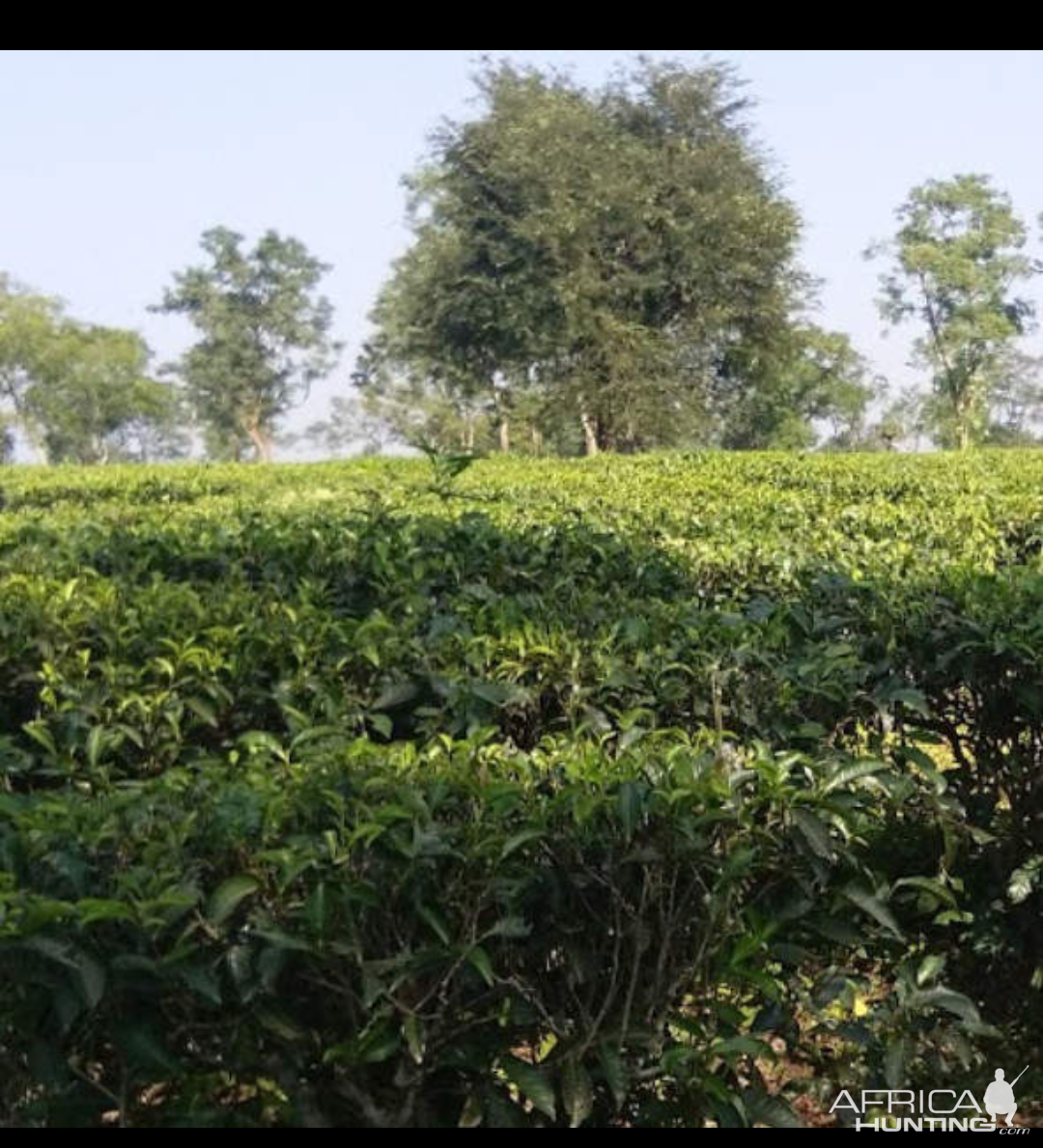 The Syedabaad Tea Estate India