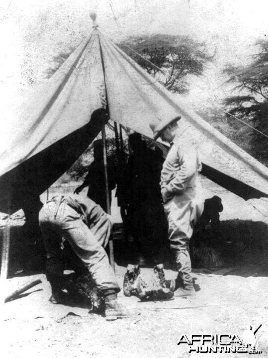 Theodore Roosevelt, naturalist looking for the bullet in the hippo's skull