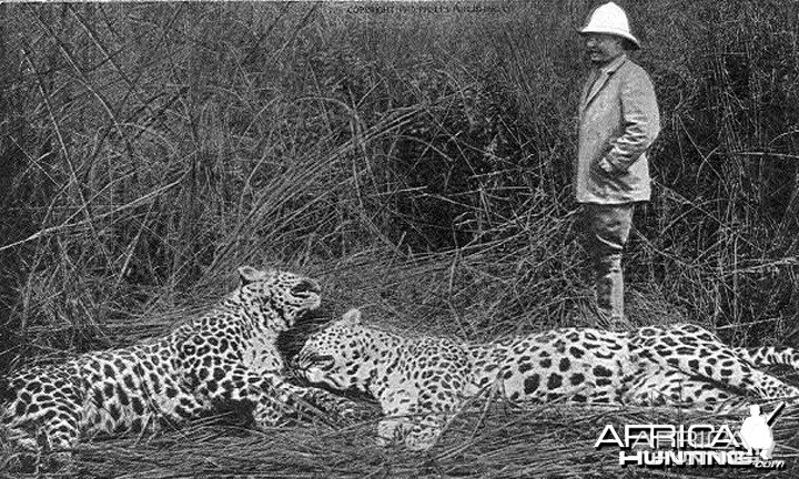 Theodore Roosevelt with two big leopards