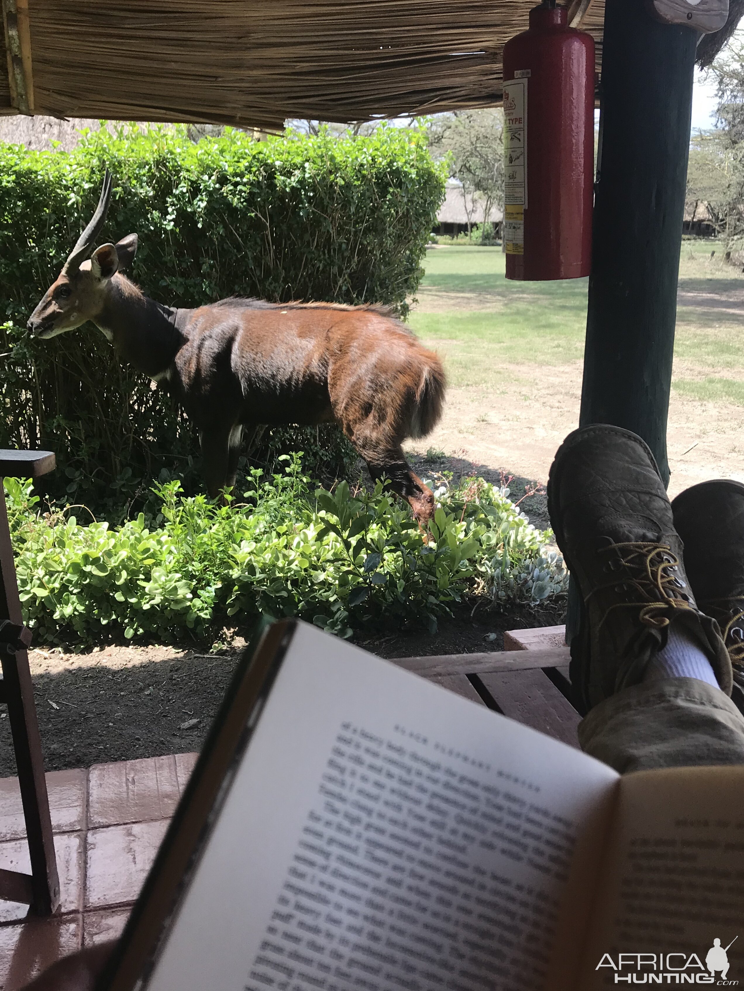 This bushbuck came to visit me while reading a few minutes ago outside my tent.