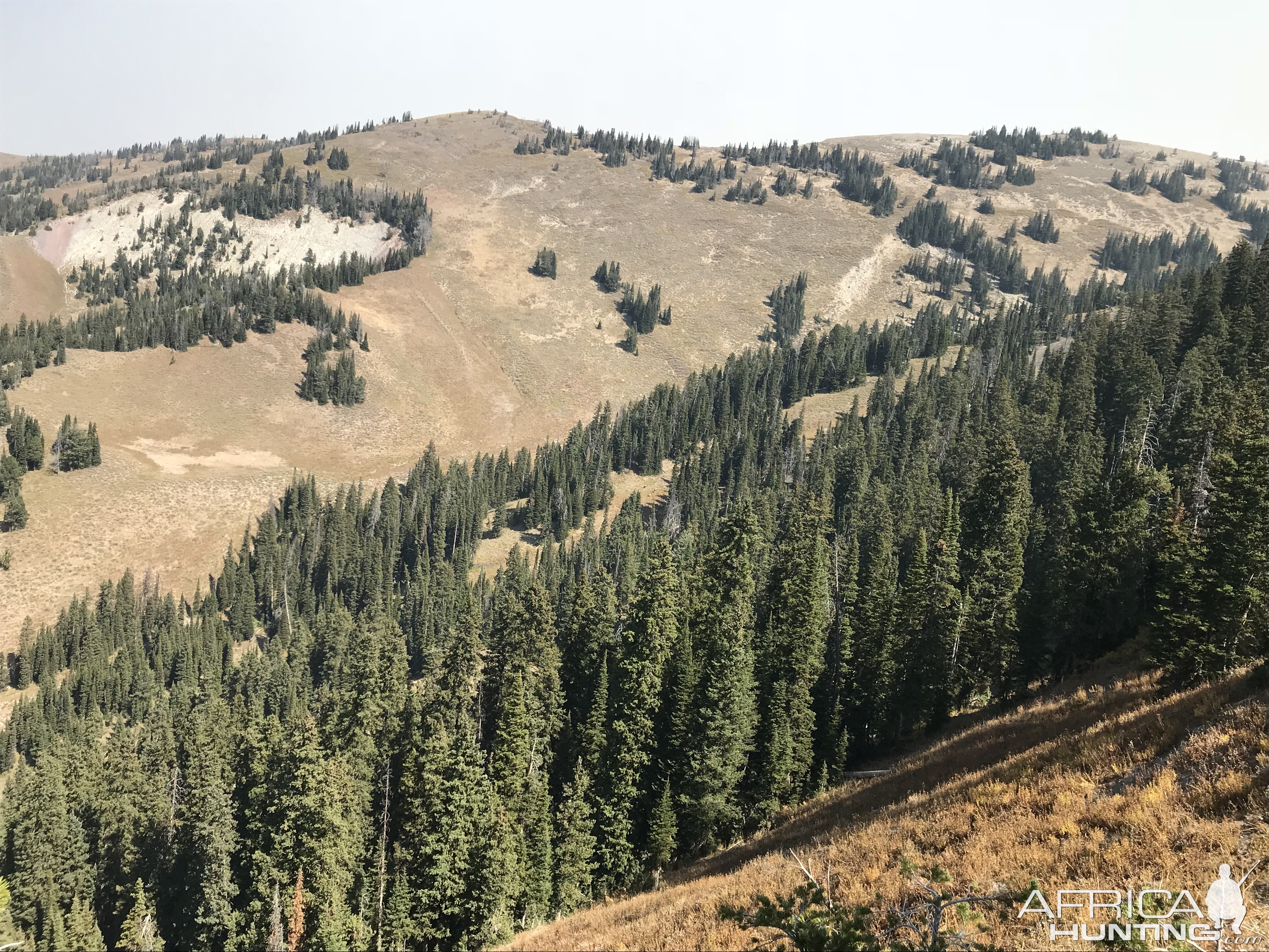 This is the heart where so many elk were hanging out