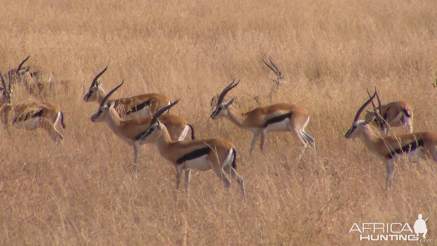 Thompson's Gazelles Tanzania