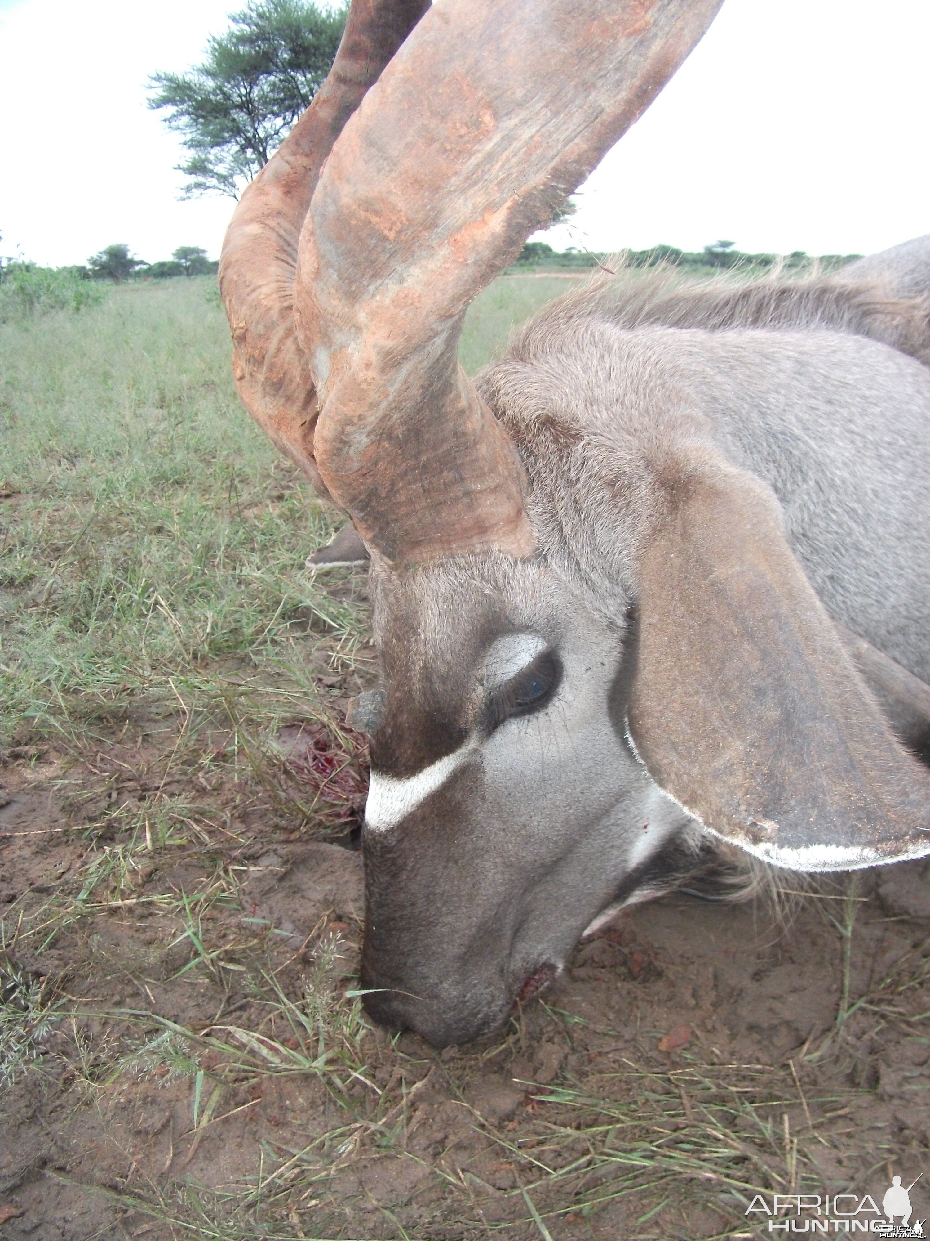 Three horned Greater Kudu hunted in Namibia