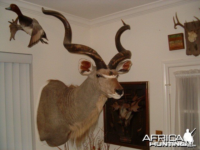 Three horned Greater Kudu hunted in Namibia