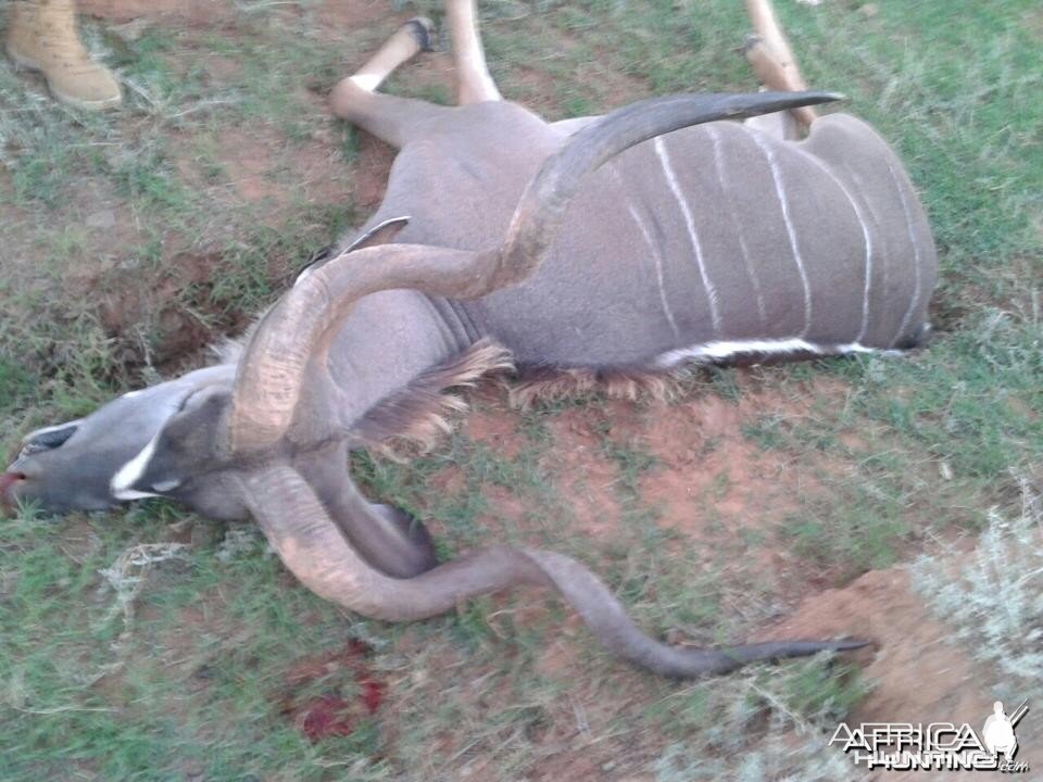 Three Horned Kudu