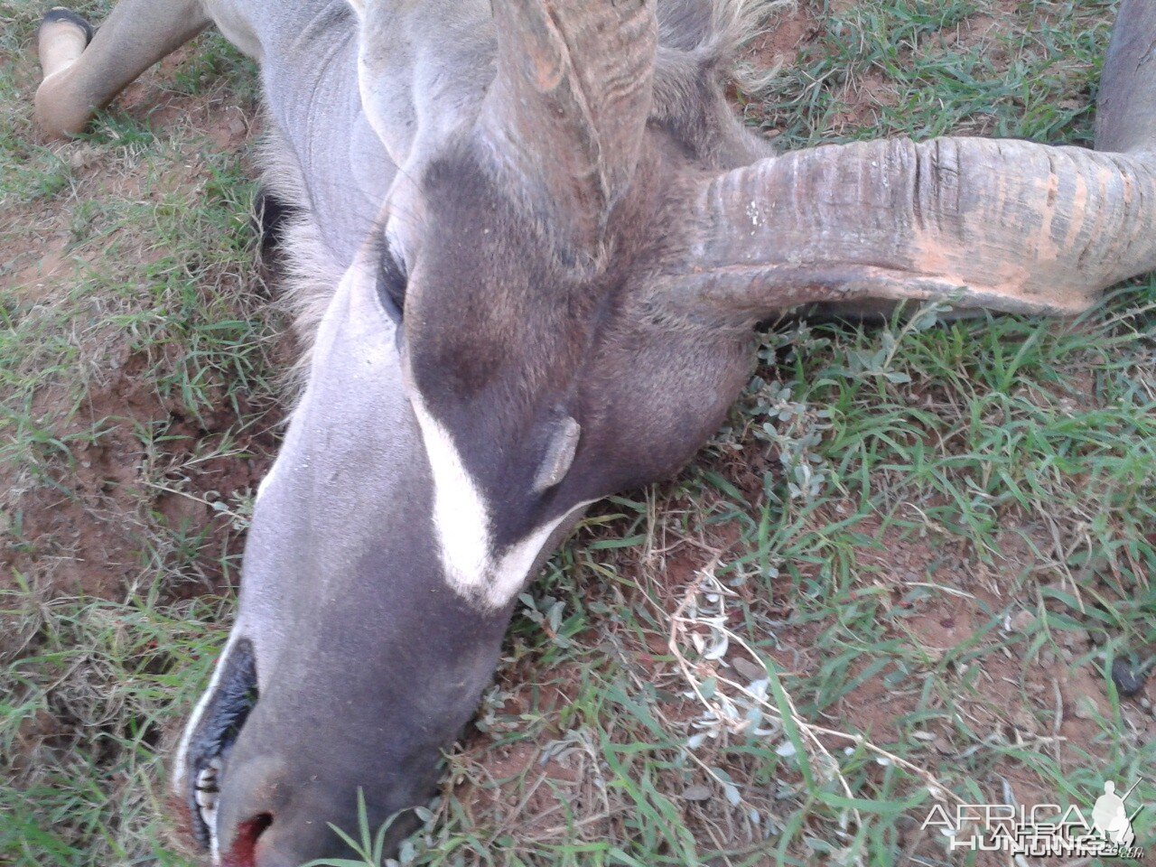 Three Horned Kudu