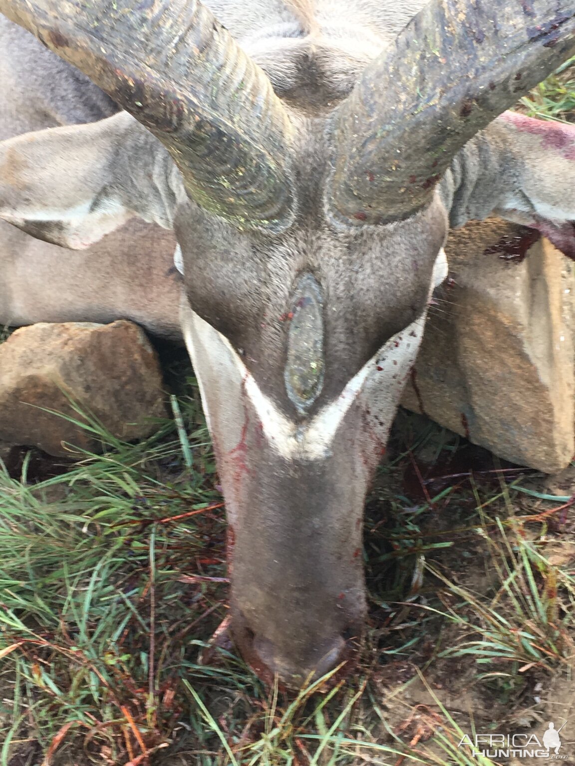 Three horned Kudu