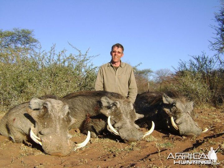 Three pigs in a afternoon hunt