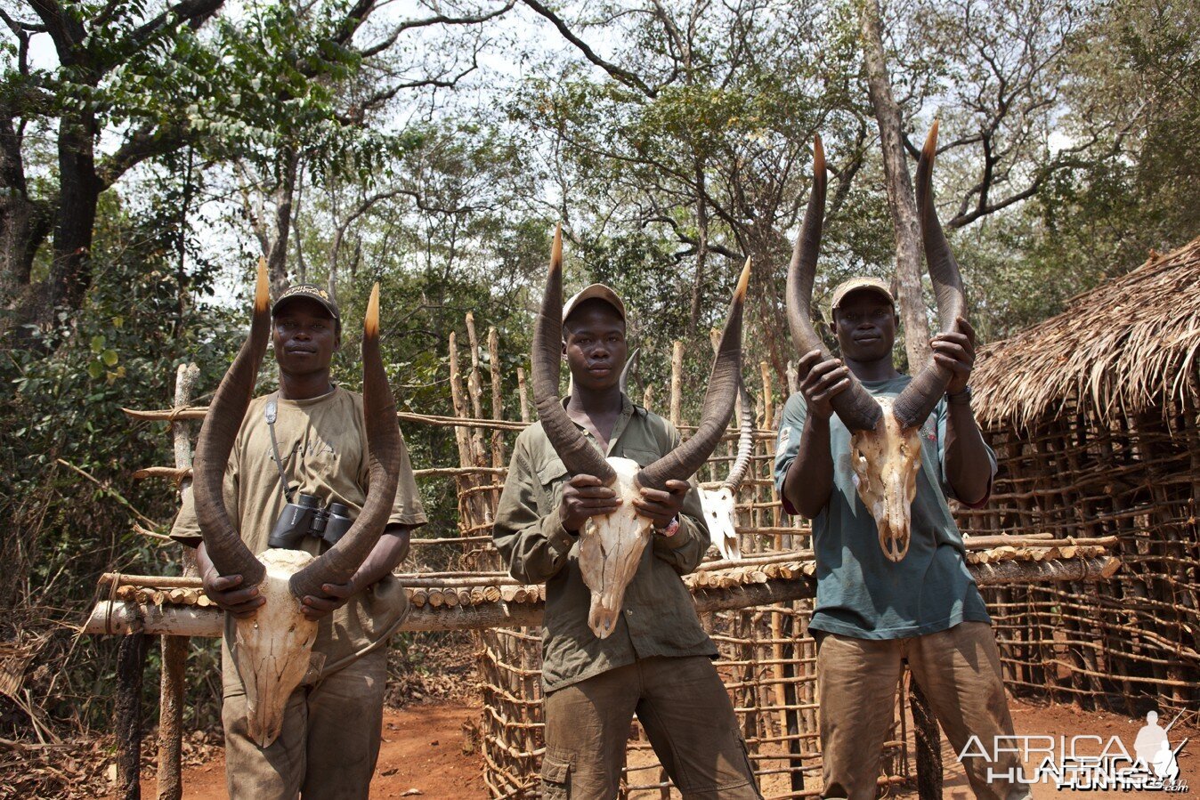 Three sets of Bongo horns