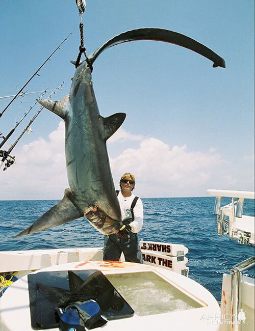 Thresher Shark