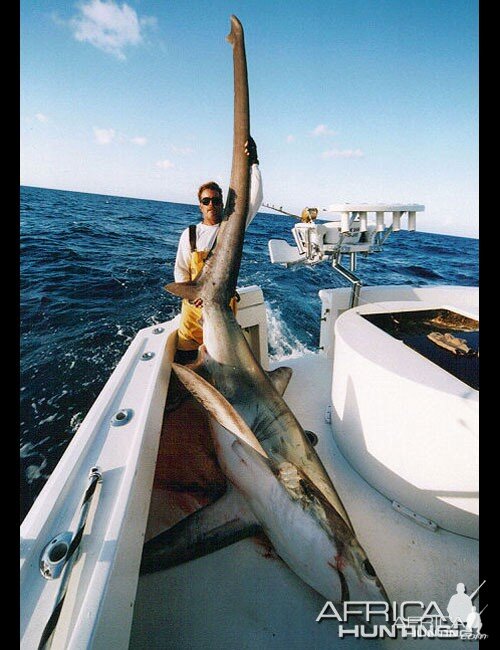 Thresher Shark