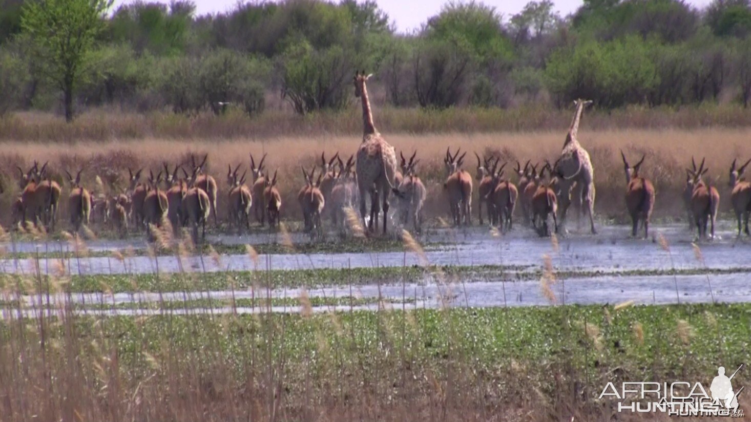 Thundering herd... Giraffe, Eland, Zebra, Impala...