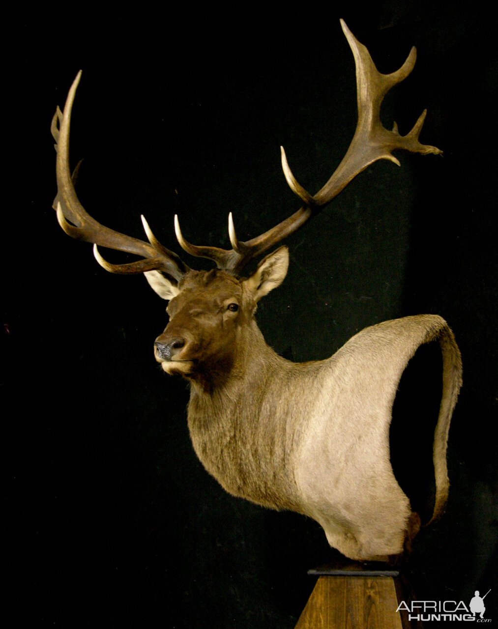 Tian Shan Wapiti / Asian Elk shoulder Mount Pedestal Taxidermy