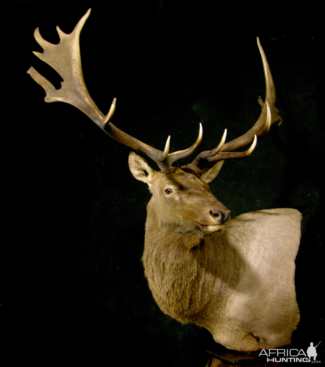 Tian Shan Wapiti / Asian Elk shoulder Mount Pedestal Taxidermy